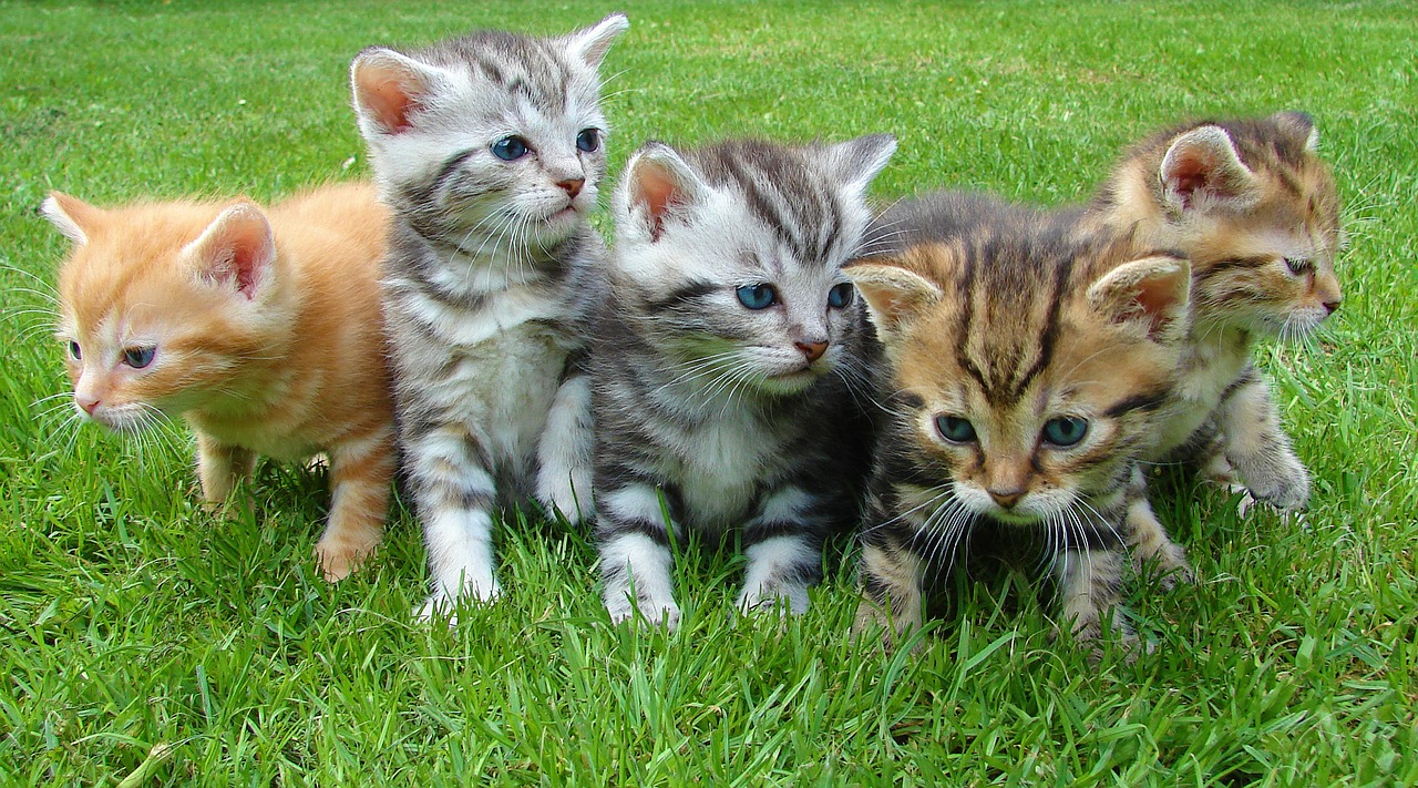 Oh my goodness, look how cute those kittens are! Screw you, Mike Pence!
